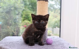 Mixed Breed cats for sale: Adorable Kittens Ready SOON - Image 15