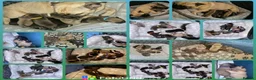 Frug dogs for sale: Beautiful frug puppies (5girls & 4boys) - Advert 5