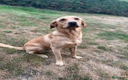 Labrador Retriever dogs for stud: ⭐️REGGIE⭐️ PROVEN KC REG WORKING LABRADOR STUD in Chelmsford - Image 9