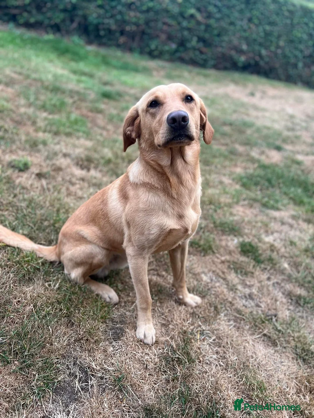 Labrador Retriever dogs for stud: ⭐️REGGIE⭐️ PROVEN KC REG WORKING LABRADOR STUD in Chelmsford - Advert 9