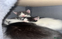 British Shorthair cats for sale: 6 beautiful kitten  - Image 4