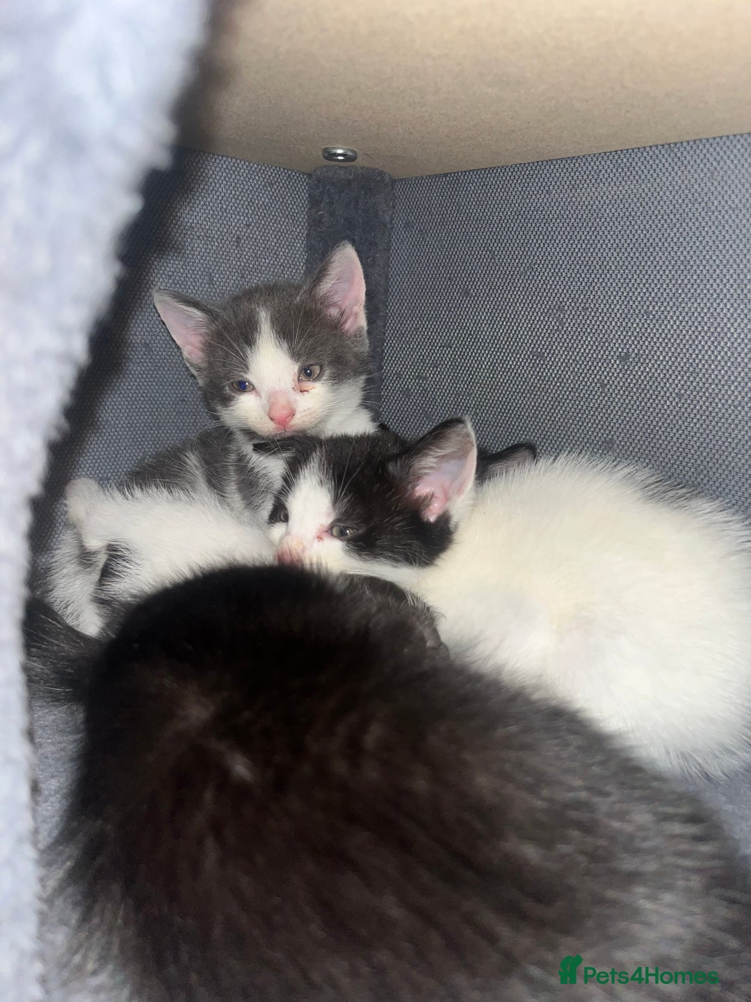 British Shorthair cats for sale: 6 beautiful kitten  - Image 4