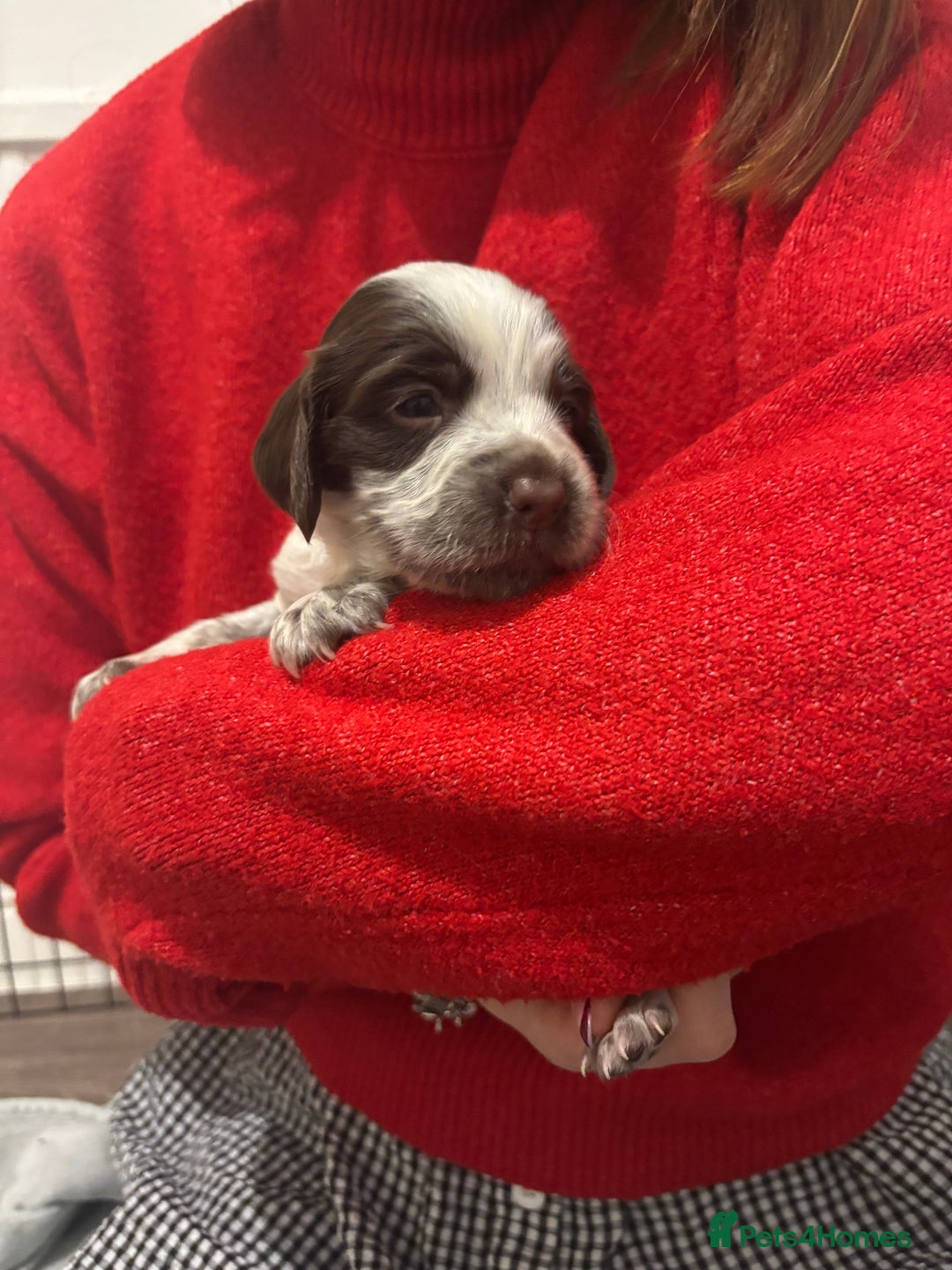 Cocker Spaniel dogs for sale: Cocker Spaniel Puppies - Advert 7