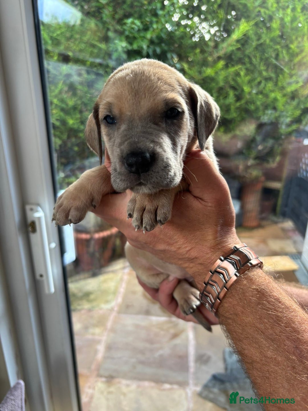 Great Dane dogs for sale: Champion Great Dane puppies for sale - Image 31