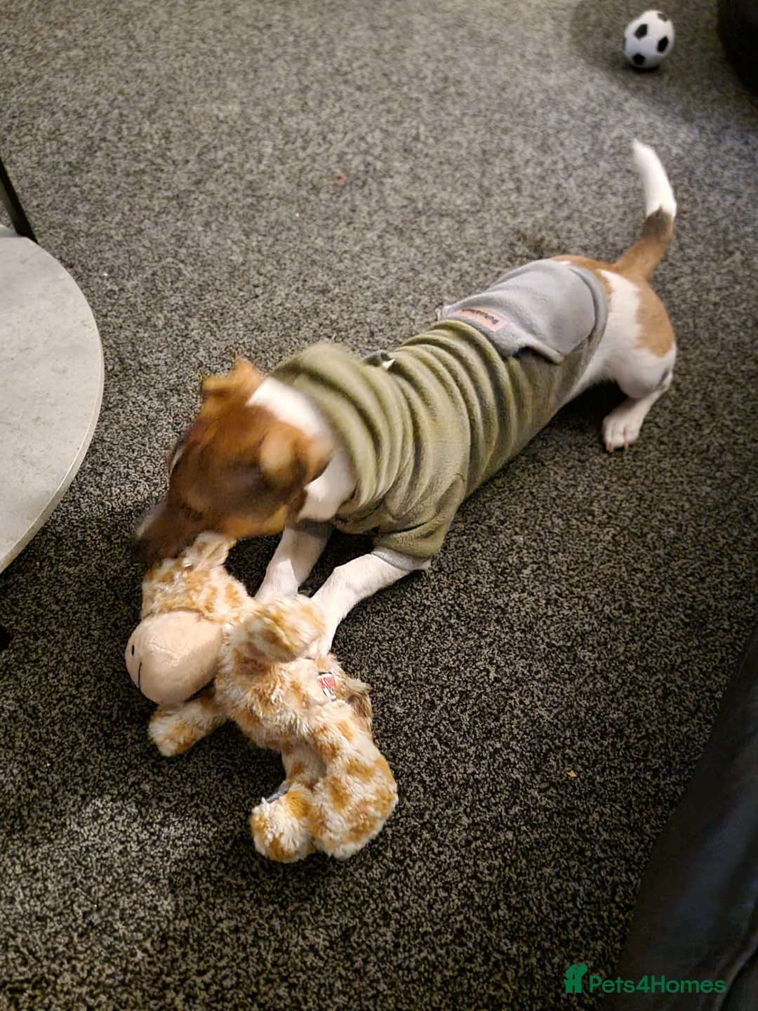 Jack Russell dogs for sale: Rehome - Jack Russell  - Advert 6