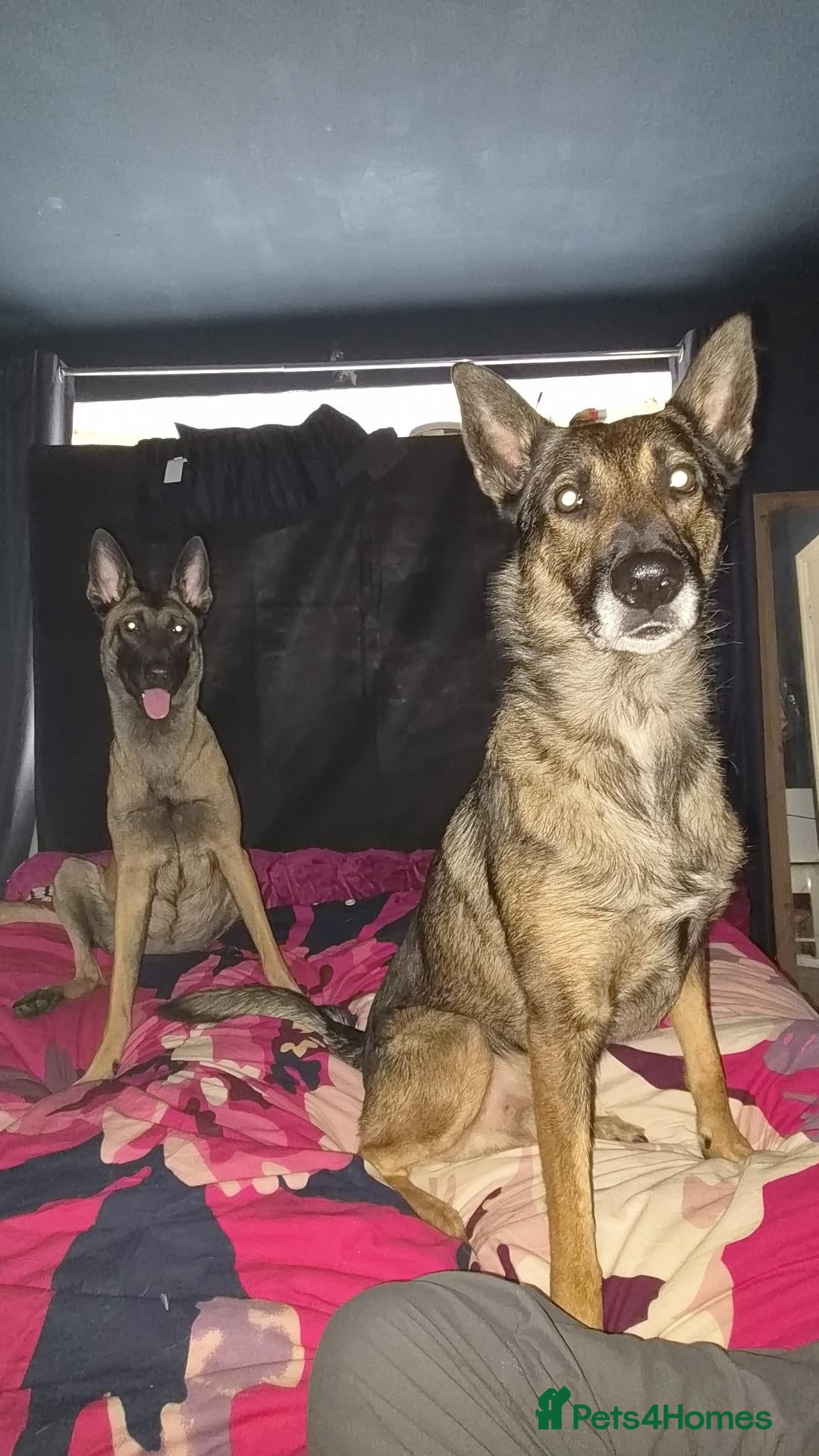 Belgian Shepherd Dog dogs for sale: 3 boys looking for forever homes - Advert 2