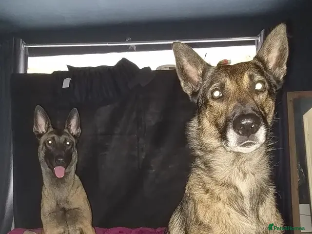 Belgian Shepherd Dog dogs for sale: 3 boys looking for forever homes - Advert 2
