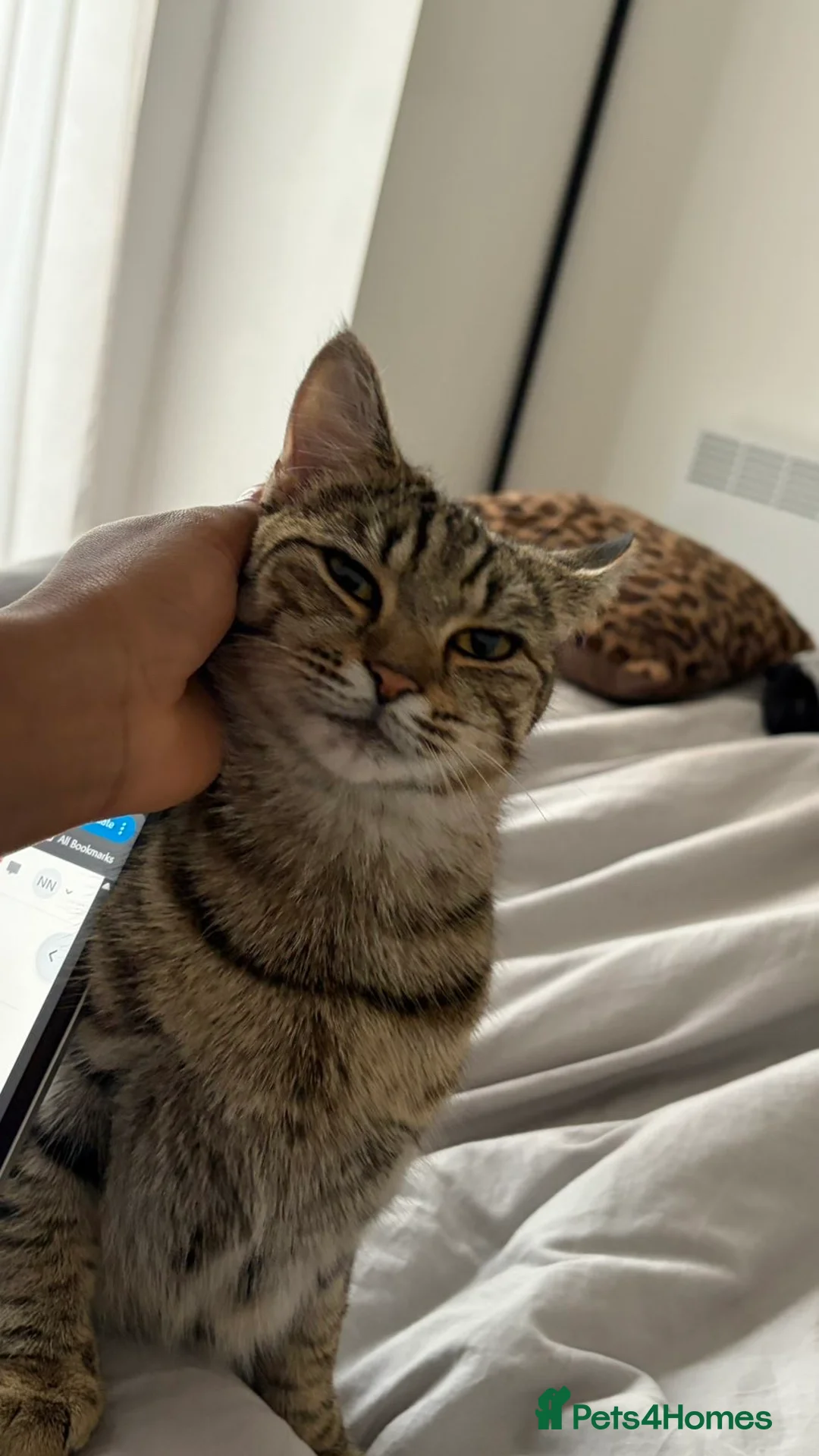 Mixed Breed cats for sale: Cat for sale  in Birmingham - Advert 3