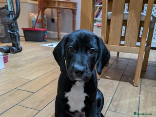 Mixed Breed dogs Mixed Breed Puppy - Advert 1