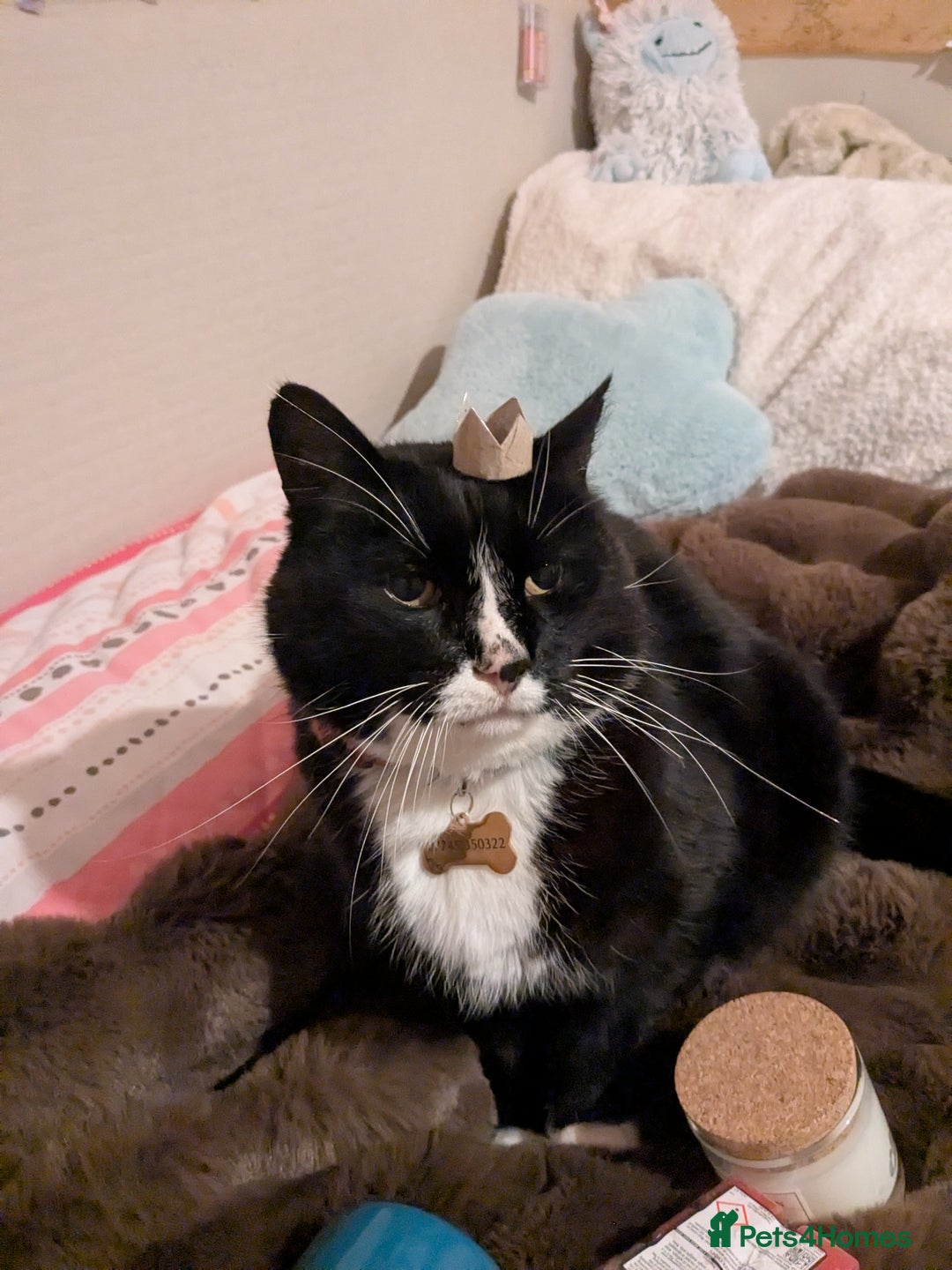 American Shorthair cats for sale: Conker - 15 year old  - Image 3