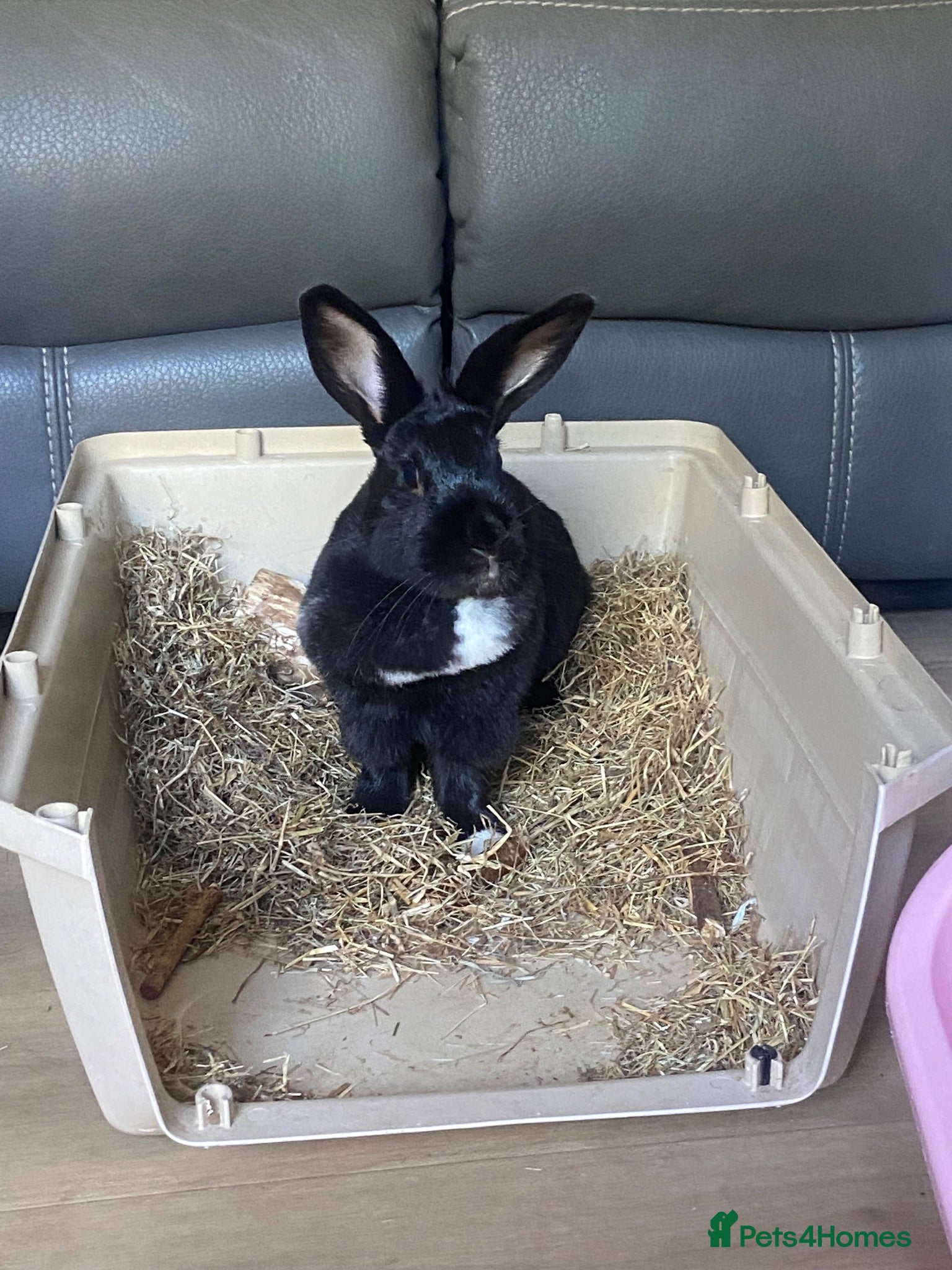 Mixed Breed rabbits 1 year old female rabbit  - Advert 1