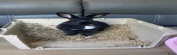 Mixed Breed rabbits for sale: 1 year old female rabbit  in Sidcup - Advert 1