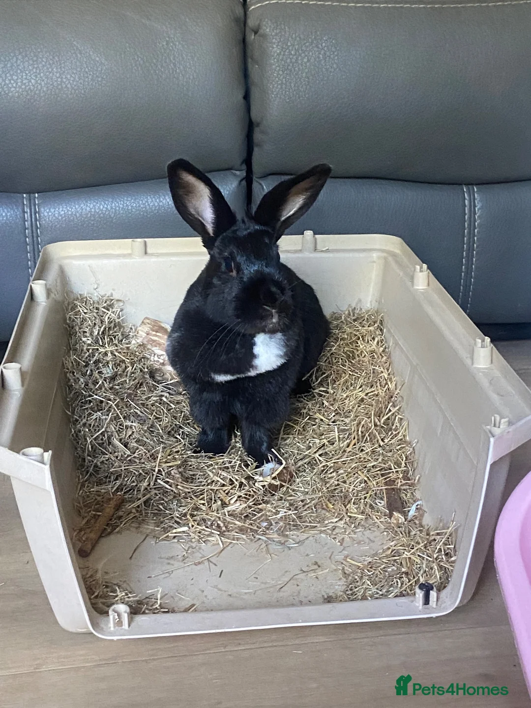 Mixed Breed rabbits for sale: 1 year old female rabbit  in Sidcup - Advert 1