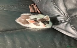 Mixed Breed cats for sale: 1yr female cat.2 playful male kitten available  in Stoke-on-Trent - Image 9