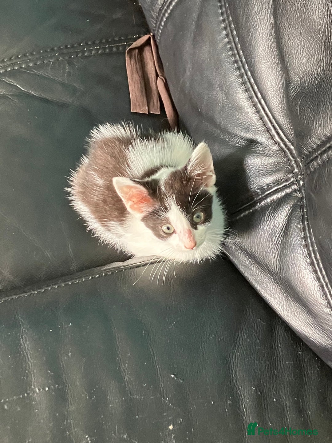 Mixed Breed cats for sale: 1yr female cat.2 playful male kitten available  in Stoke-on-Trent - Image 9