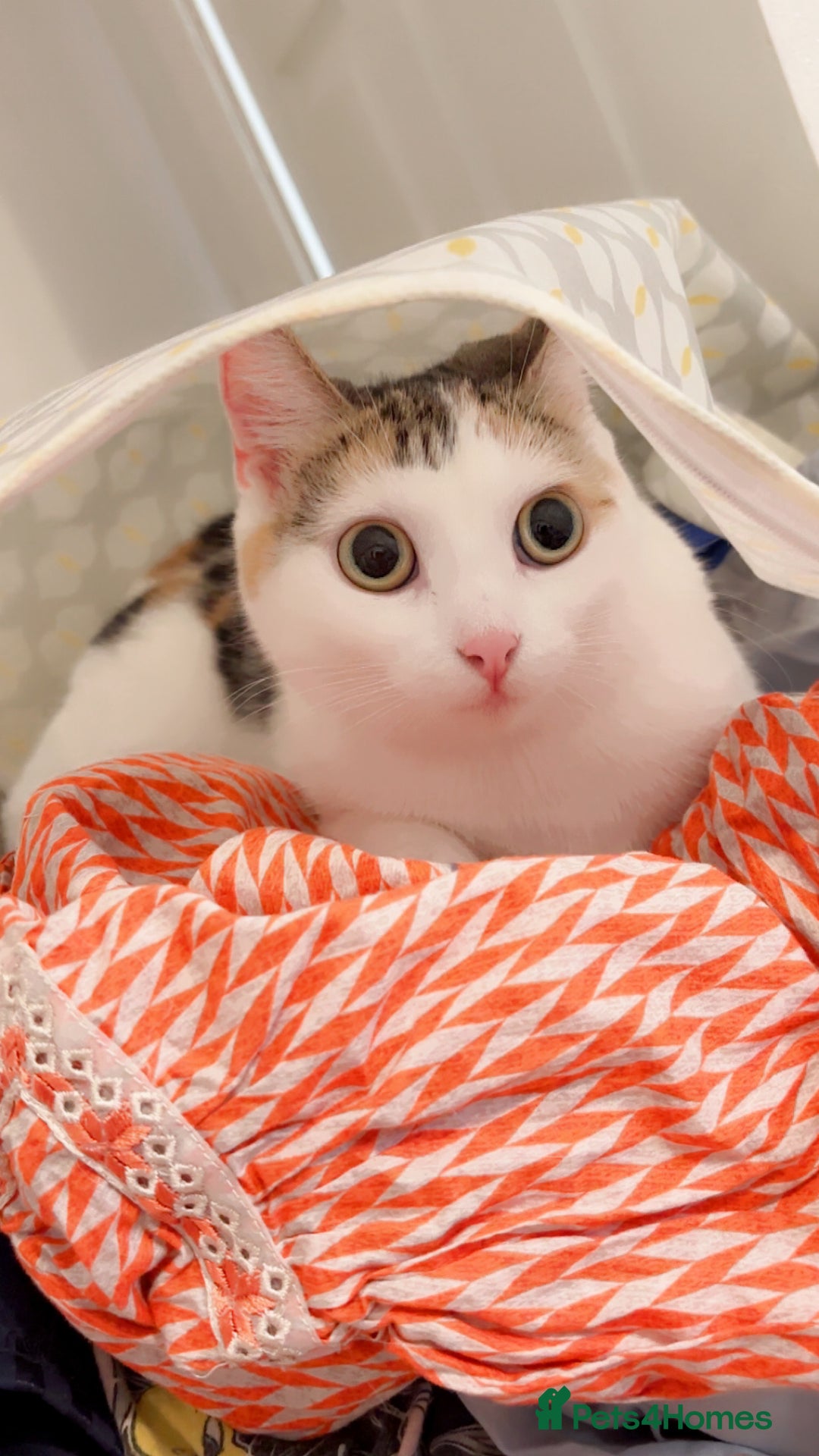 Mixed Breed cats for sale: Coco female cat  - Advert 3