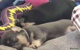 Pug dogs for sale: 2 KC Pug puppies available from a litter of 3. - Image 24
