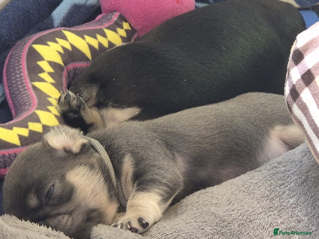 Pug dogs for sale: 2 KC Pug puppies available from a litter of 3. - Image 24