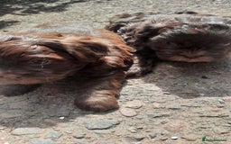 Shihpoo dogs for sale: Chocolate Toy Shipoo pups - Image 9
