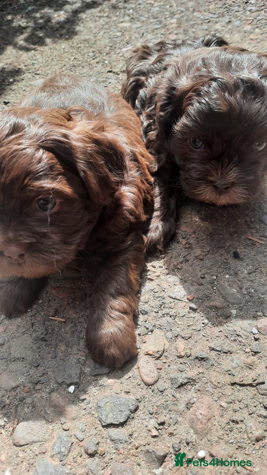 Shihpoo dogs for sale: Chocolate Toy Shipoo pups - Image 9