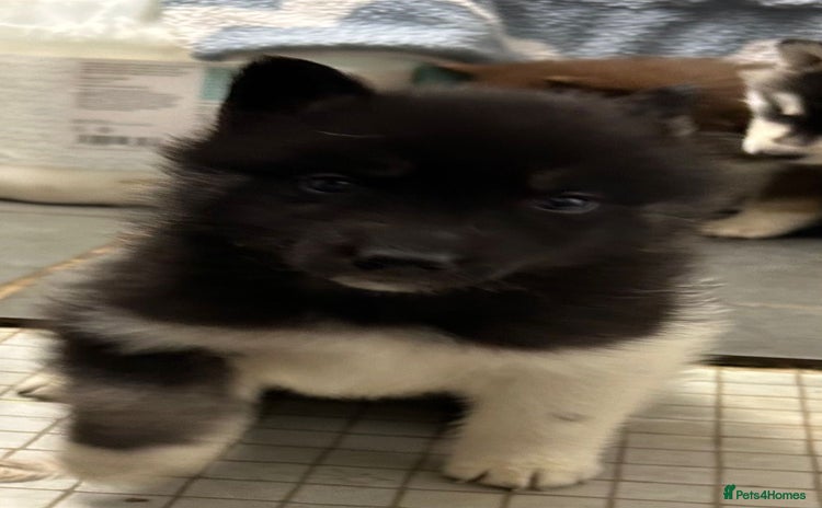 Siberian Husky dogs - Advert 1