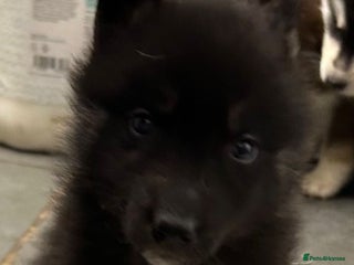 Siberian Husky dogs - Advert 3