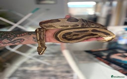 Python Snake reptiles for sale: Ball python  - Image 2