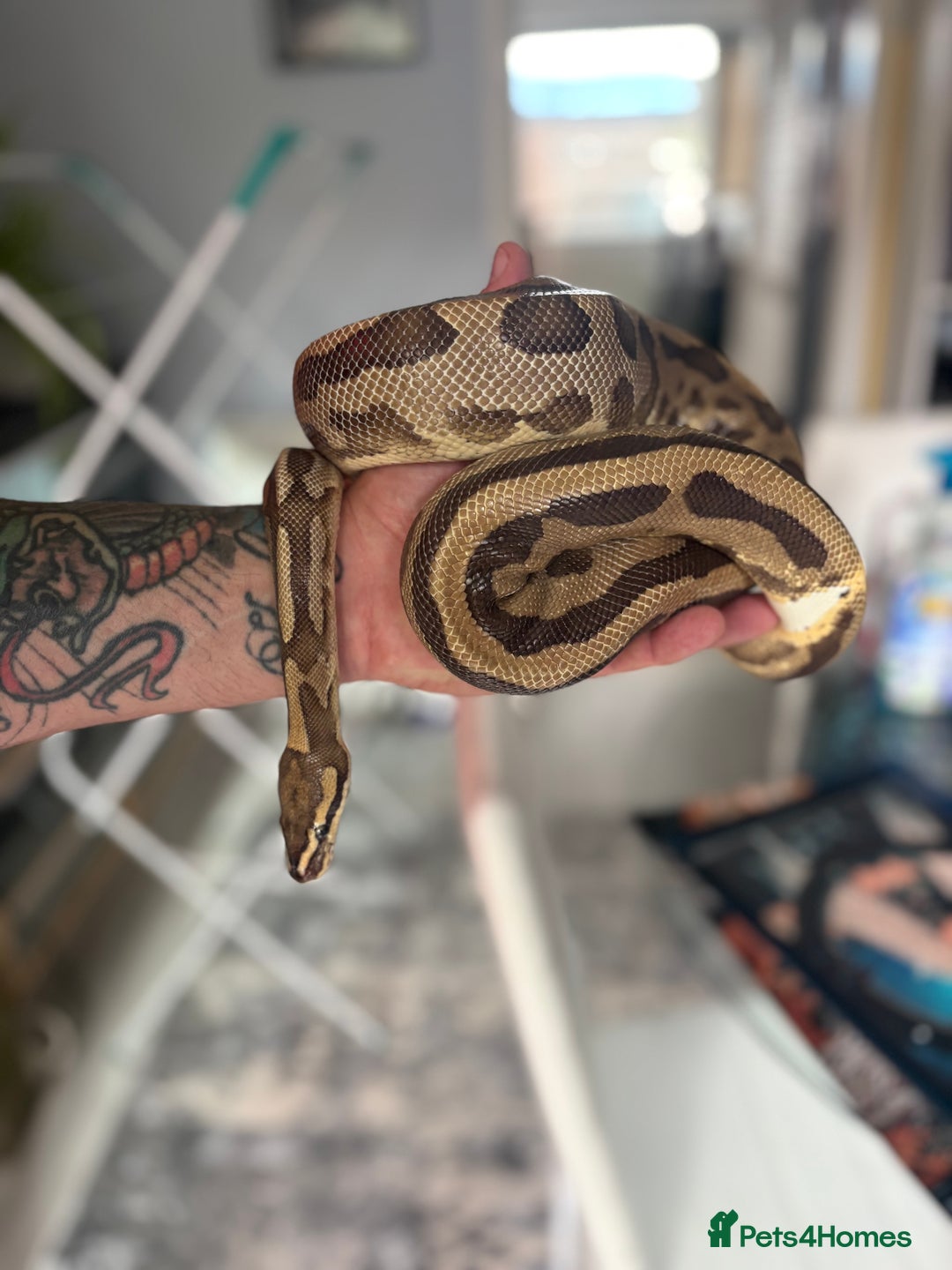 Python Snake reptiles for sale: Ball python  - Image 2