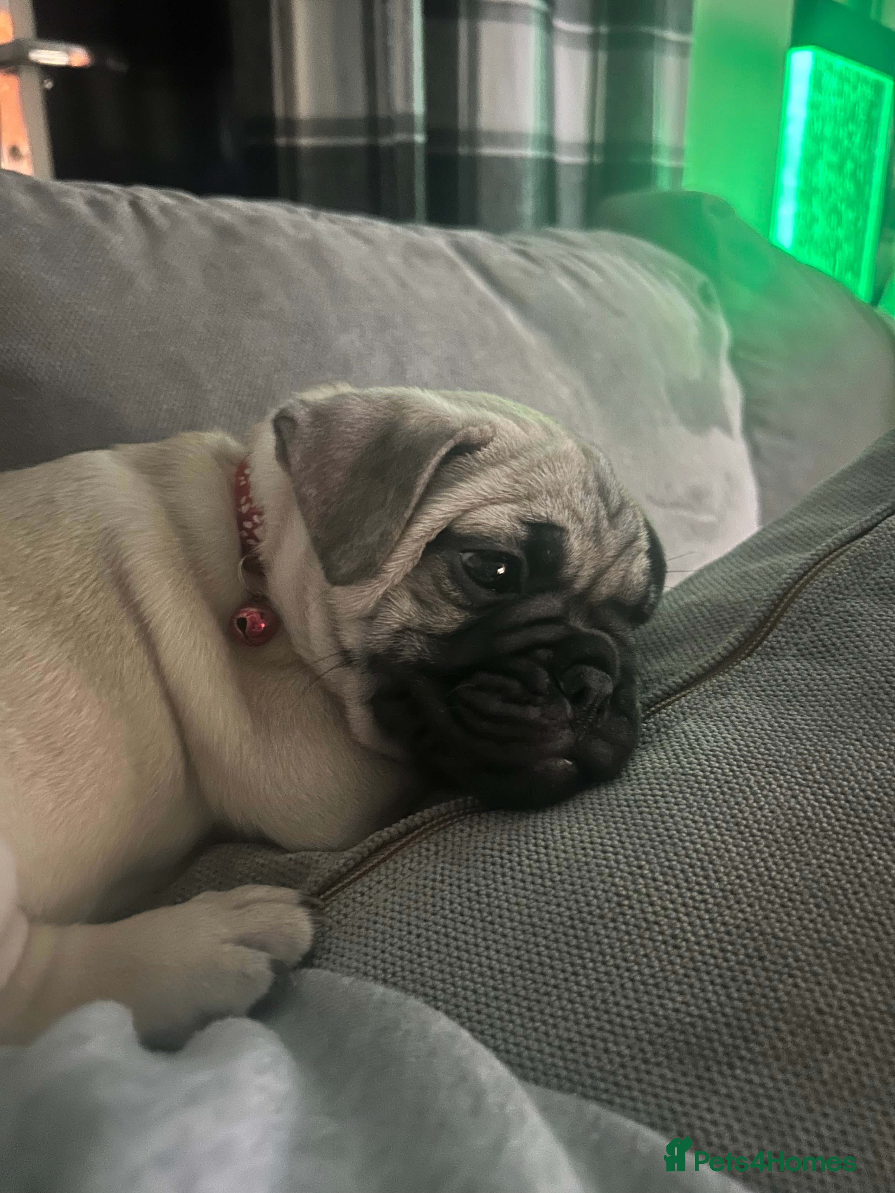 Frug dogs Male French Bulldog x Pug - Advert 2