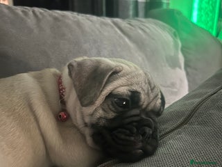 Frug dogs Male French Bulldog x Pug - Advert 5