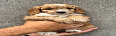 Cockapoo 2