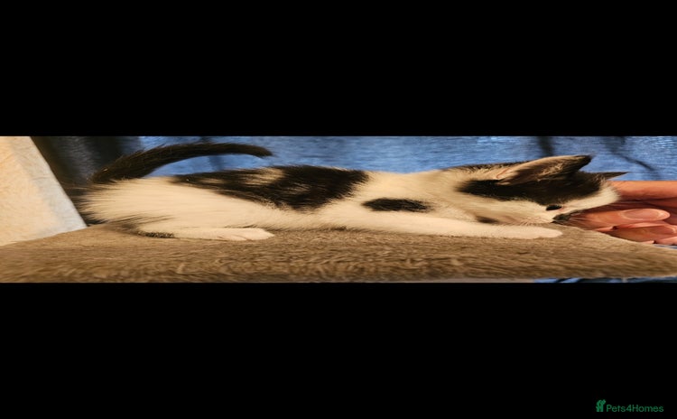 Mixed Breed cats - Advert 15