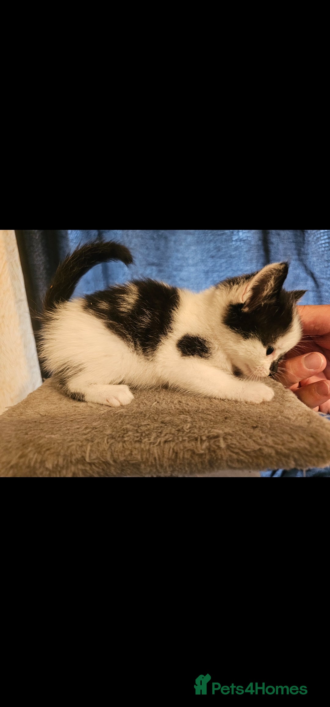 Mixed Breed cats for sale: Lovely kittens - Image 5