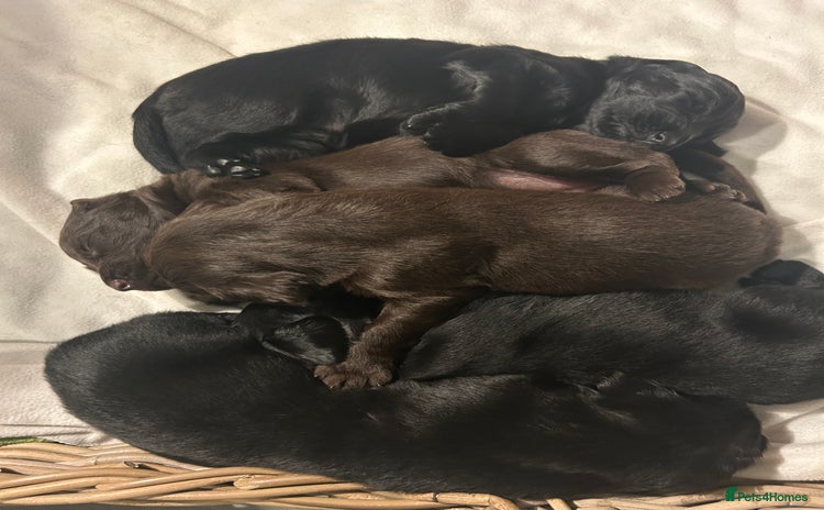 Flat coated Retriever dogs - Advert 1