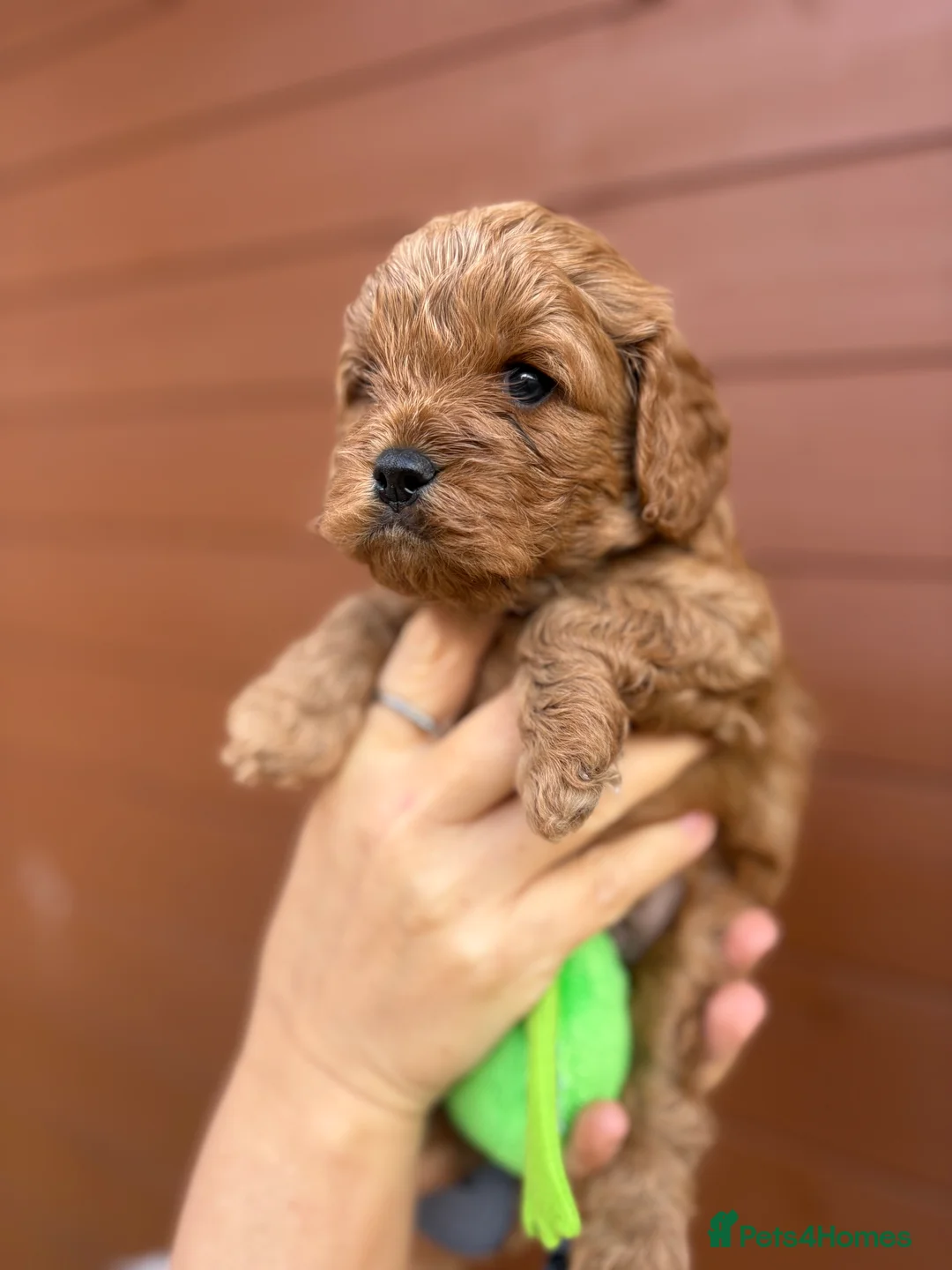 Cavapoo dogs for sale: Gorgeous Cavapoos-Ready for Loving Homes from May - Advert 40