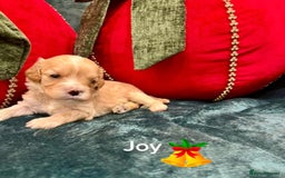 Cavapoo dogs for sale: ✨Beautiful Toy Cavapoo Puppies KC Reg parents✨ - Advert 5