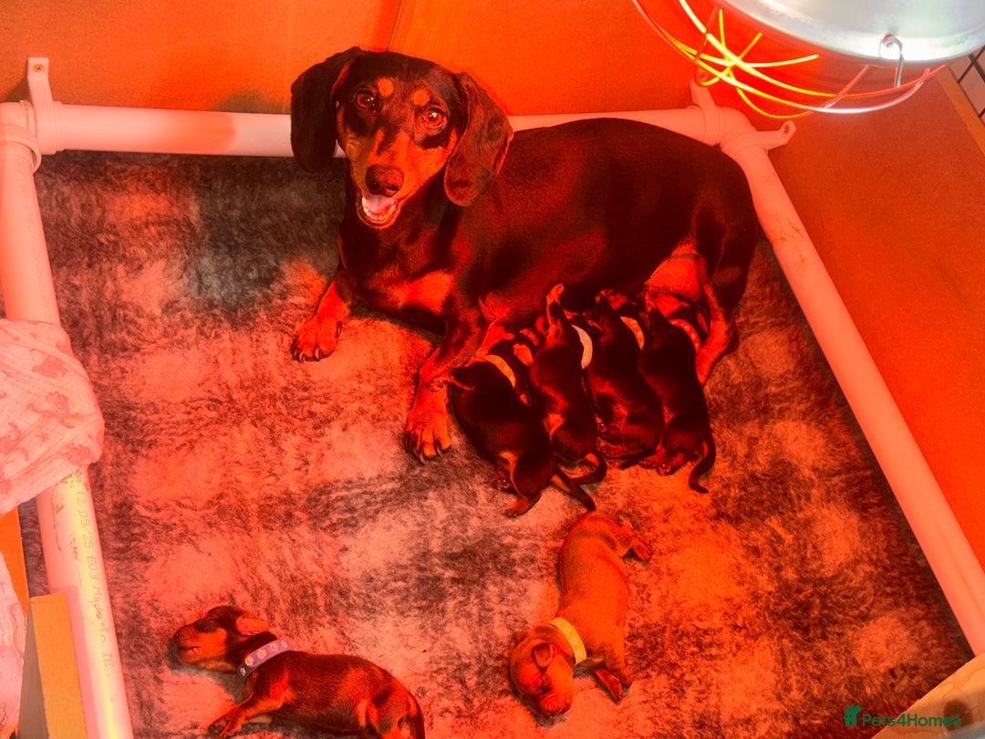 Dachshund dogs for sale: 5 gorgeous Dachsund puppies - Advert 2