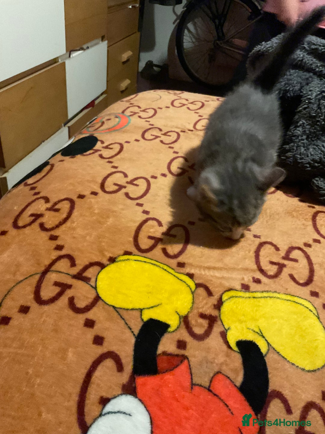 Mixed Breed cats for sale: I’ve been let down and now looking for home - Image 4