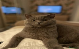 British Shorthair cats for sale: 2 year old male Rag doll x British short hair  - Image 3