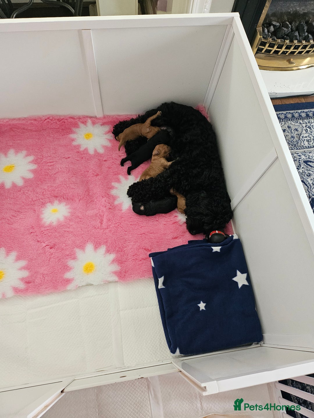 Cavapoo dogs for sale: Gorgeous F1b Toy Cavapoo Babies   - Advert 28