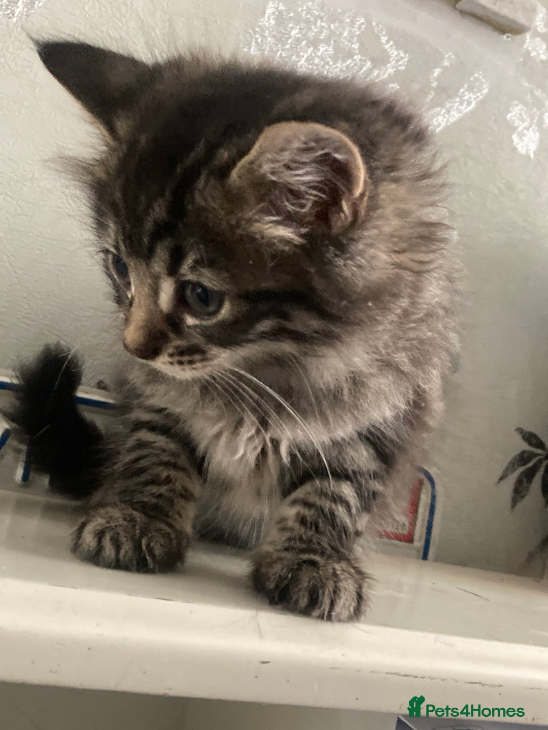 Mixed Breed cats for sale: Tabby and grey kittens  - Image 11