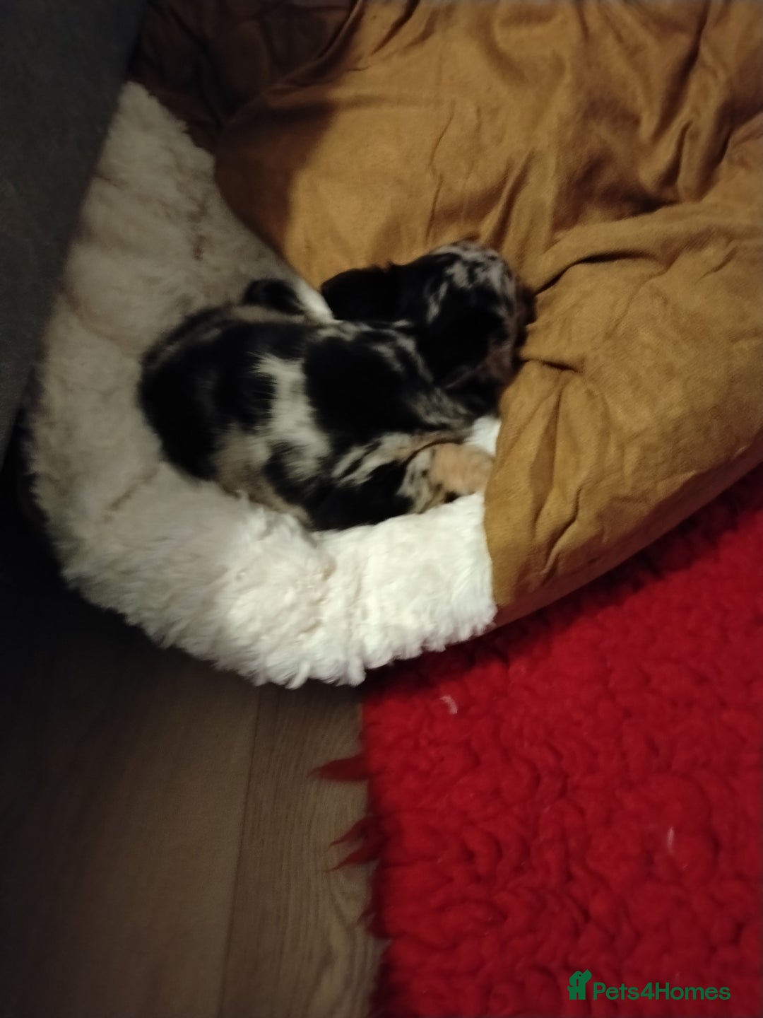 Chihuahua dogs for sale: Chihuahua girl  - Advert 2