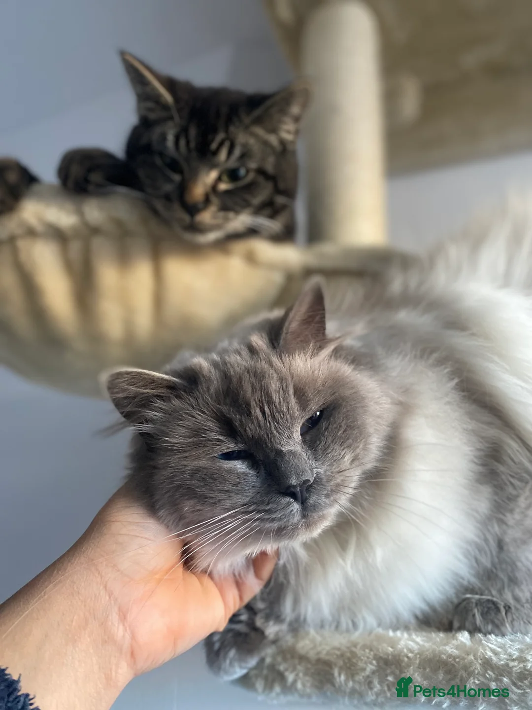 Ragdoll cats for sale: This ragdoll mix is ready ragdoll characteristics - Advert 2