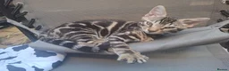 Bengal cats for sale: Stunning and sweet  bengal kittens - Advert 11
