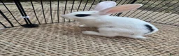 English Lop rabbits for sale: Rabbits  - Advert 2