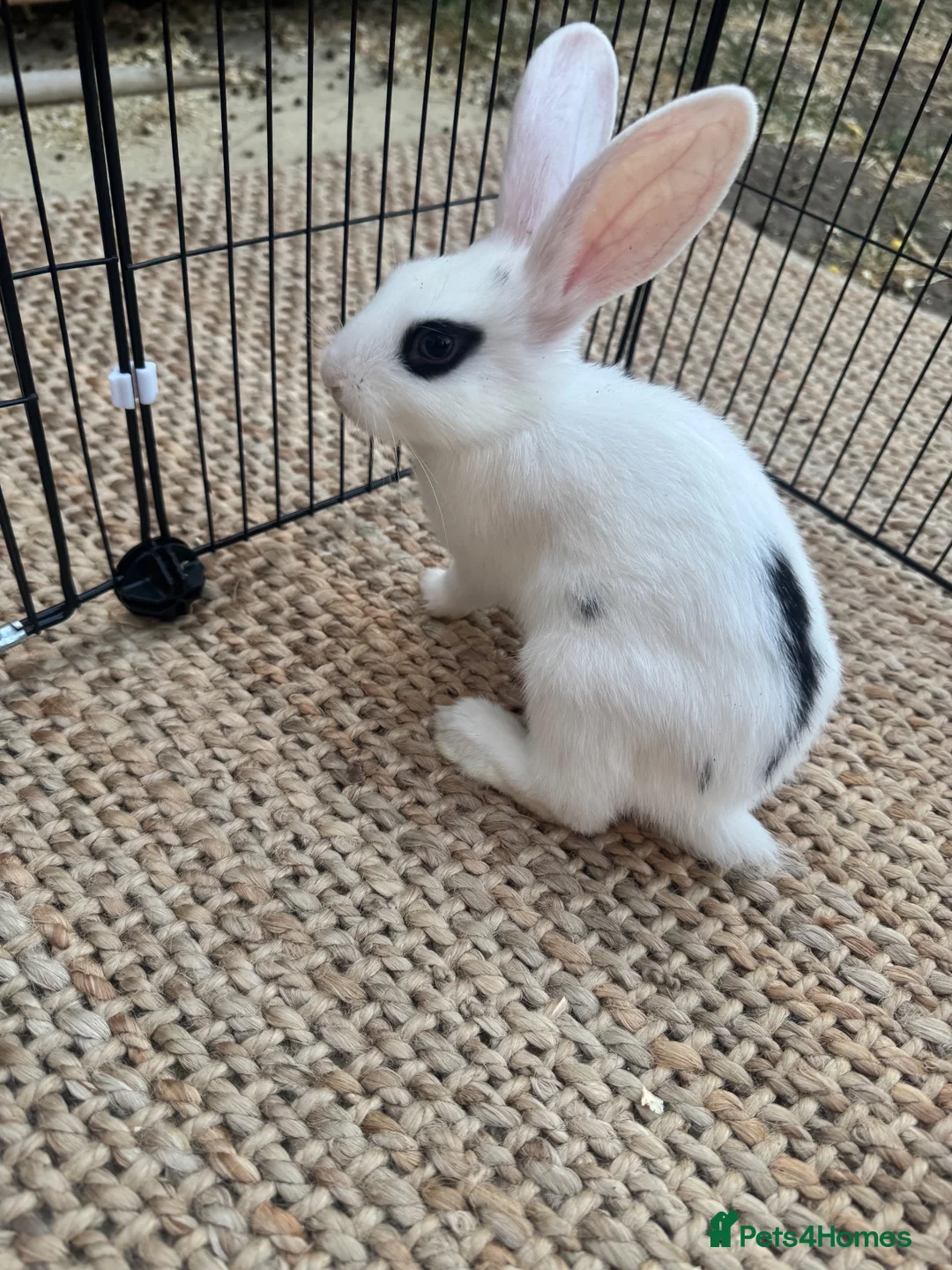 English Lop rabbits for sale: Rabbits  - Advert 2