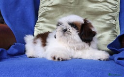 Shih Tzu dogs for sale: Beautiful Shih Tzu Puppies - Image 5