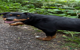 Rottweiler dogs for sale: Beautiful Rottweiler bitch - Image 1