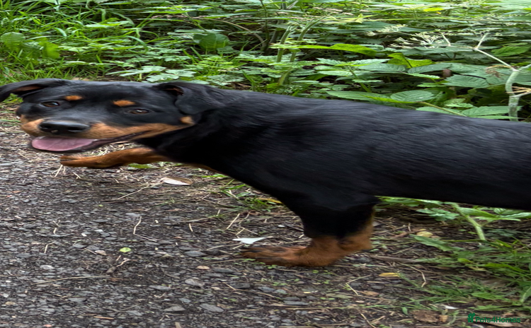 Rottweiler dogs - Advert 15