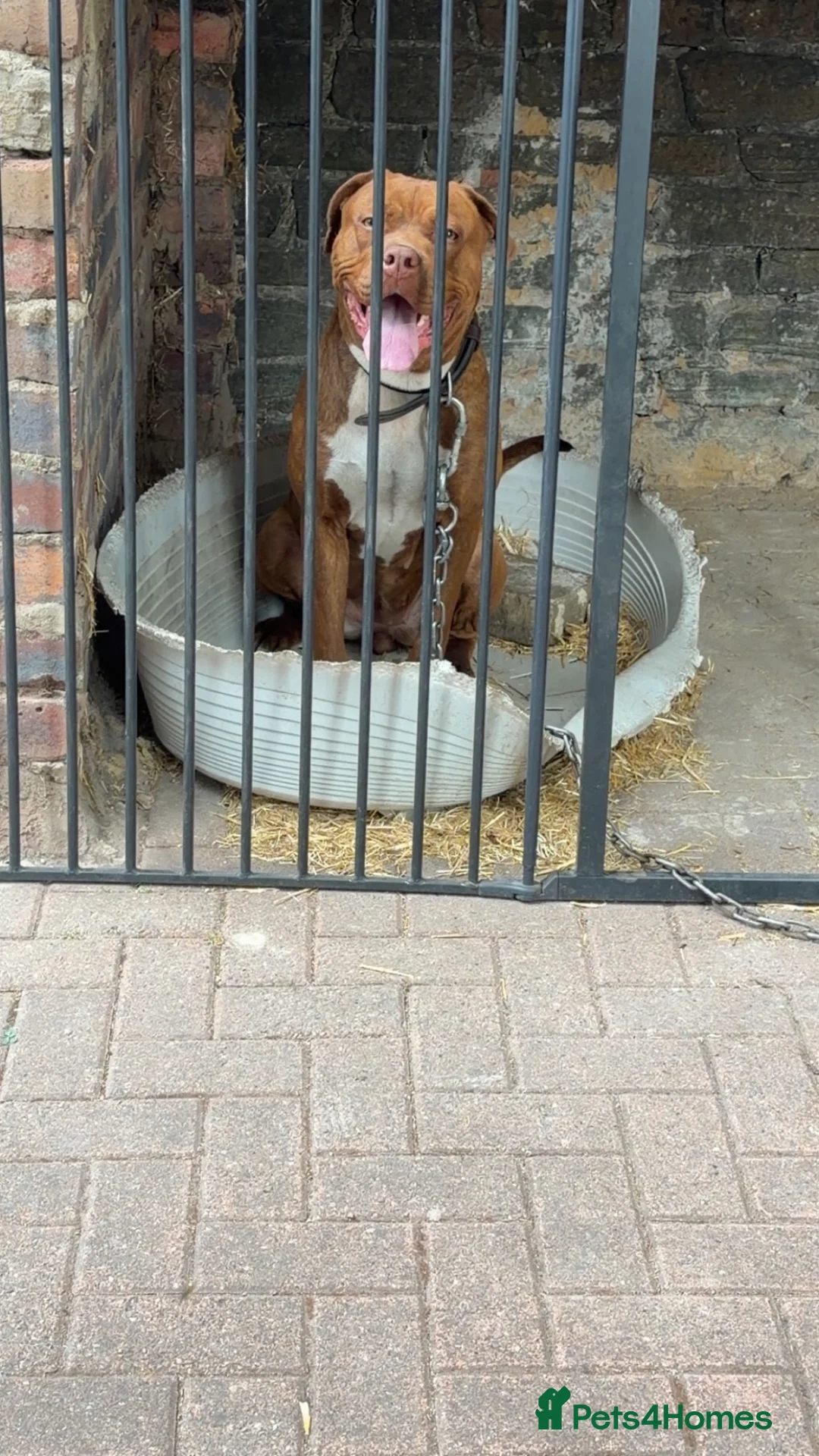 Mixed Breed dogs for sale: Cane corso x Doberman female  - Advert 2